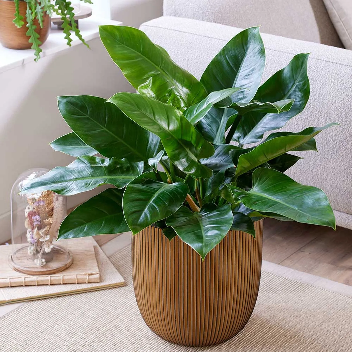 50 - 70cm Philodendron Imperial Green 17cm Pot House Plant
