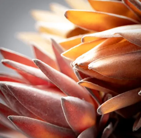 Artichoke Spray