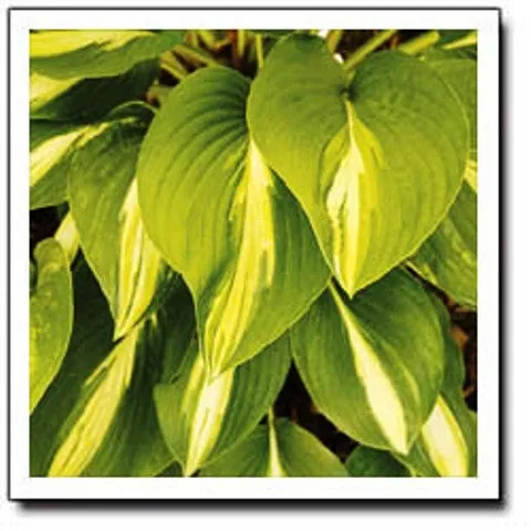 Broad Street Hosta