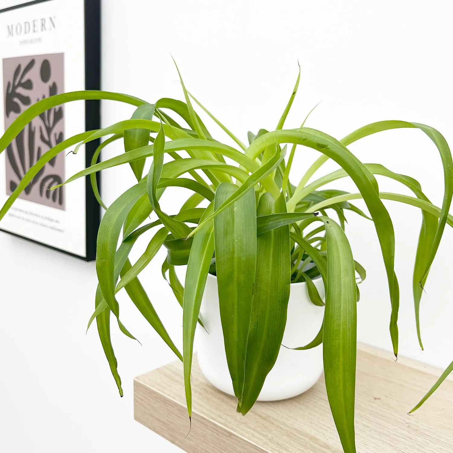 Chlorophytum Green Bonnie 12cm Pot House Plant