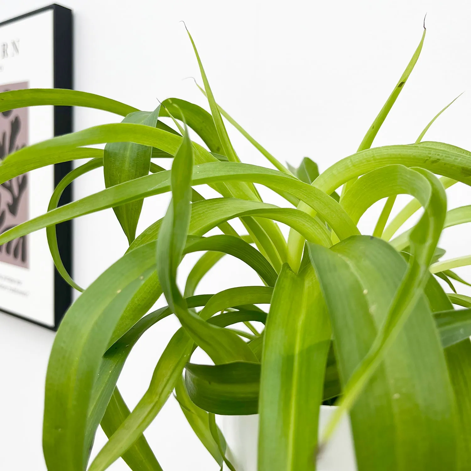 Chlorophytum Green Bonnie 12cm Pot House Plant