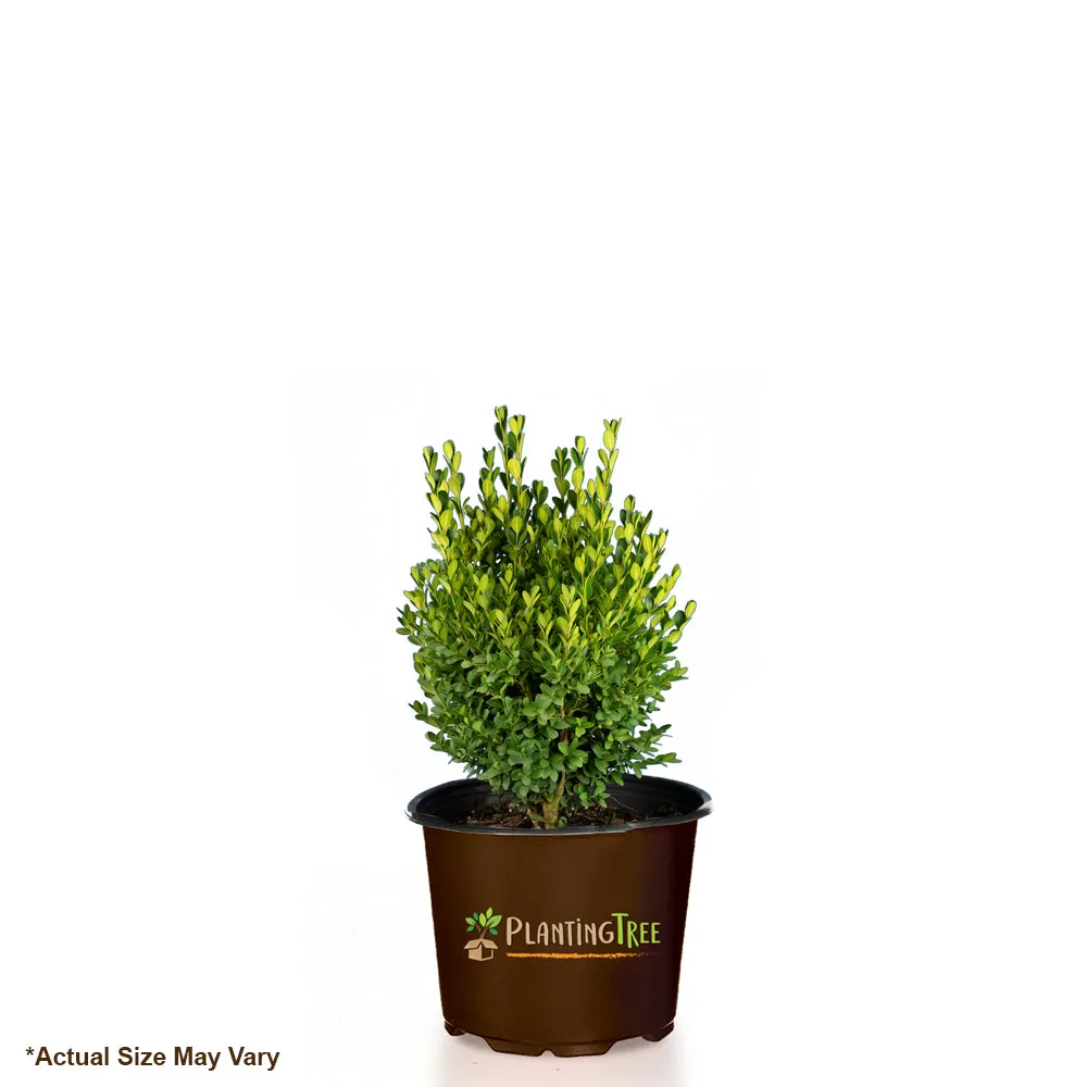 Green Mountain Boxwood