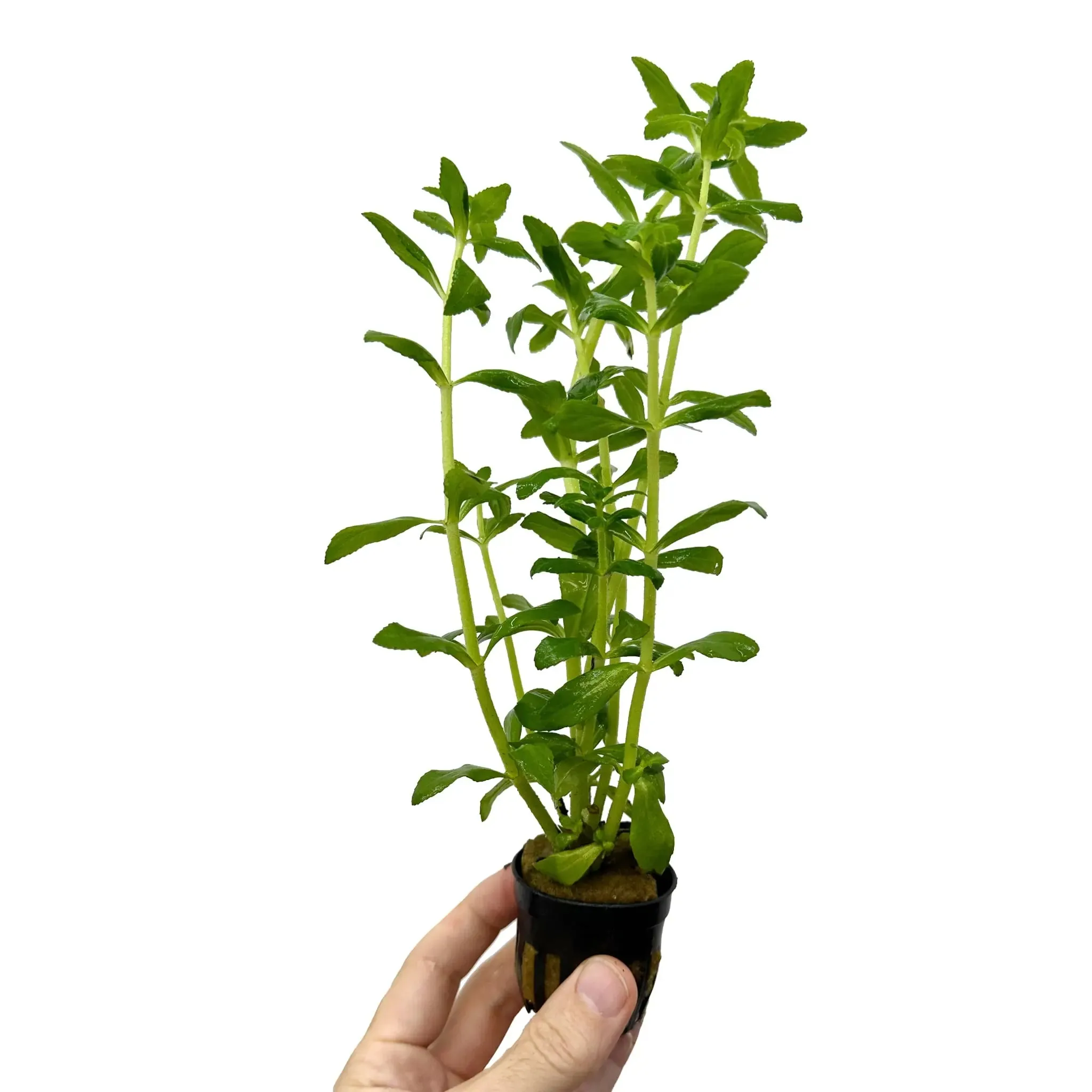 Limnophila aromatica Green
