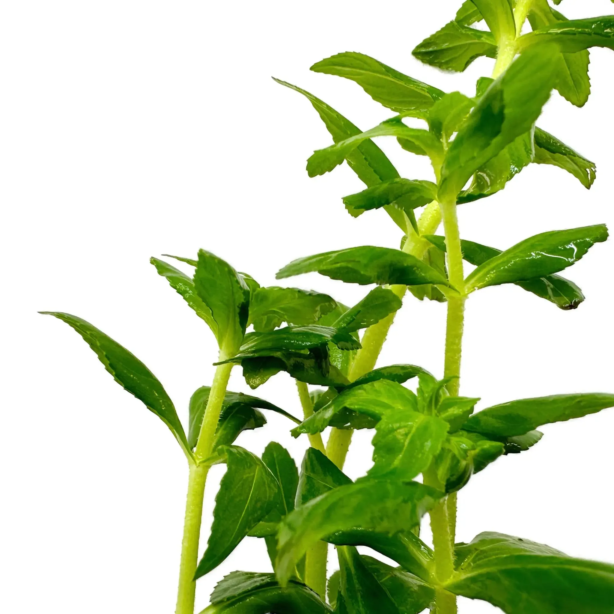 Limnophila aromatica Green
