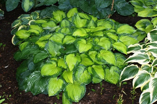 Lunar Orbit Hosta
