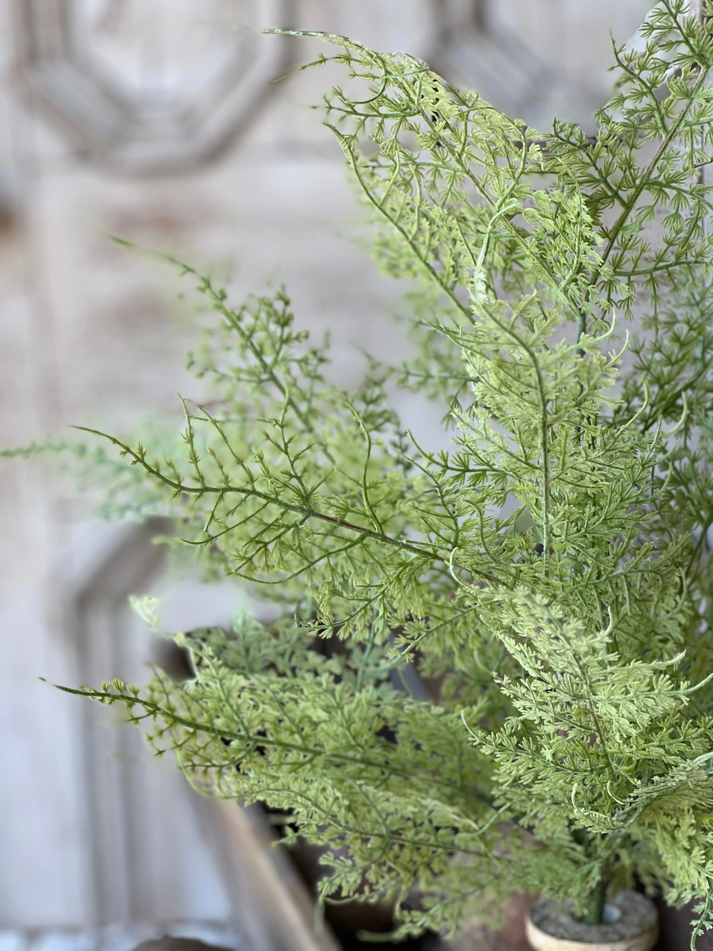Shadwell Fern Bush | 20" | Scallop | NOT CURRENTLY IN STOCK-New For Spring 2025!
